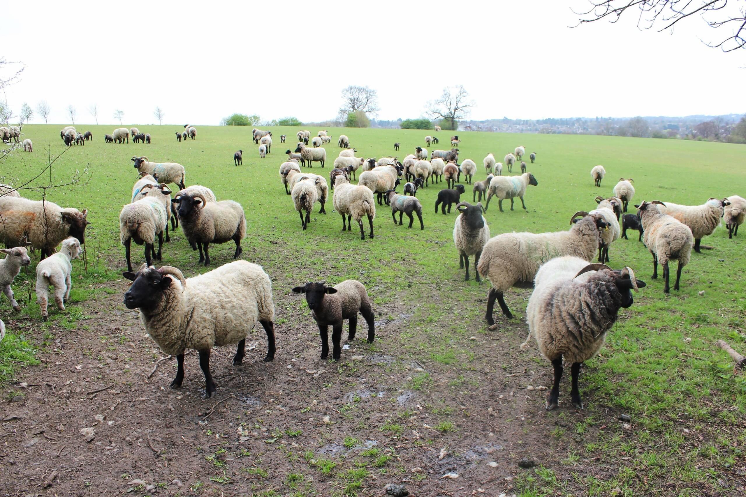 Flock in March