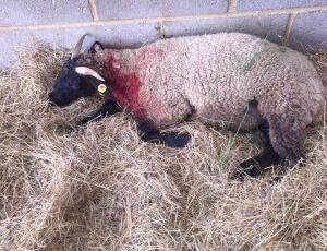 Euthanized Lamb