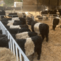 Meet The Cows at Howes Retreat