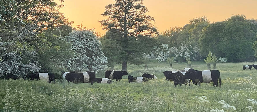 Belted Galloways Spring banner