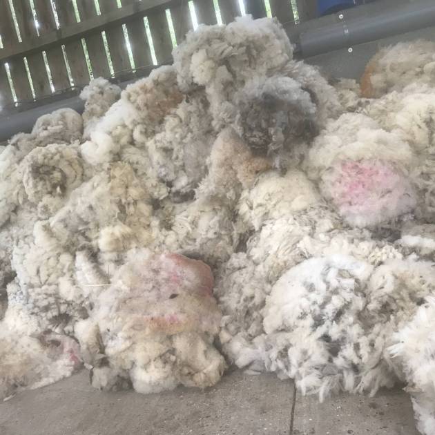 Norfolk Horn Sheep Fleece - Raw