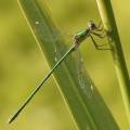 First Willow Emerald Damselfly at Gadespring!