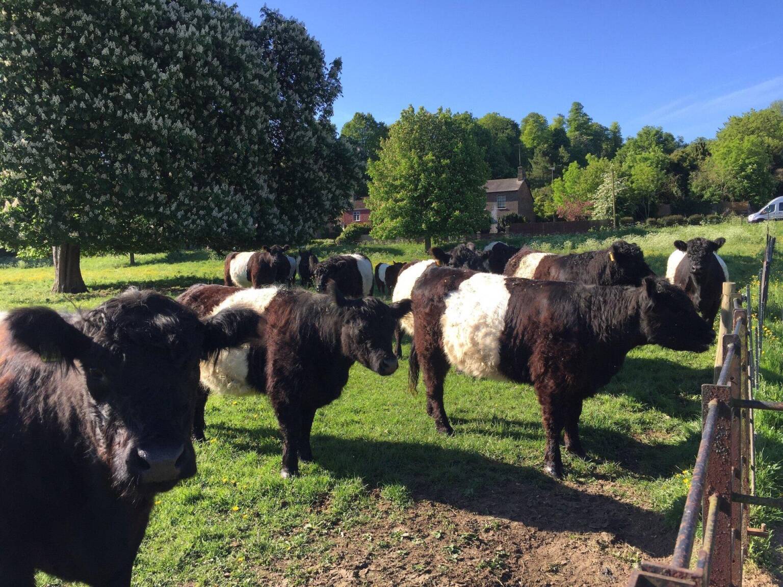 Belties at The Box Moor Trust